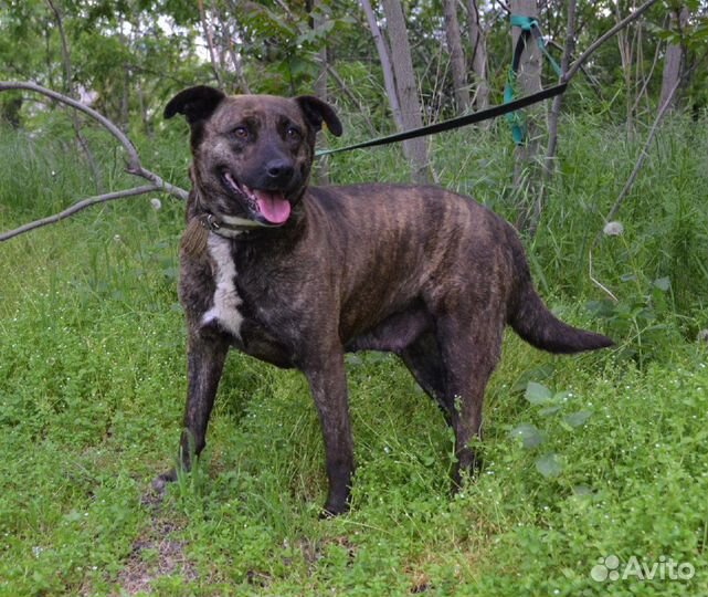 Тайра в поисках дома