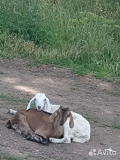 Нубийские козы