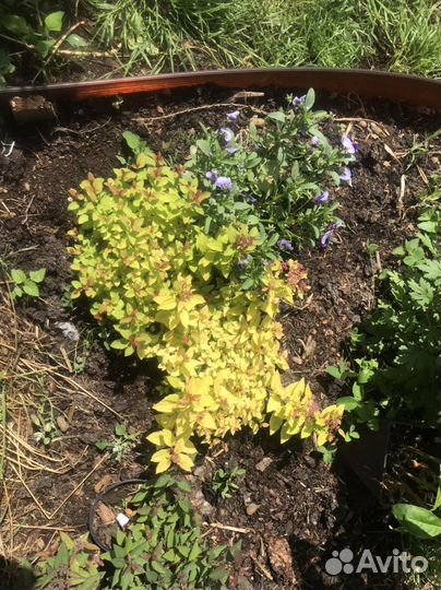 Саженцы дер-в и куст-в зкс крыж,жасм,липа,каш