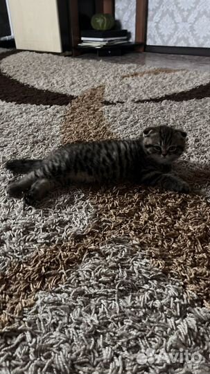 Шотландский котенок мальчик