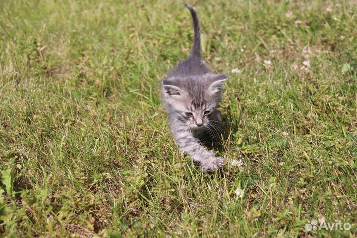 Котенок в добрые руки