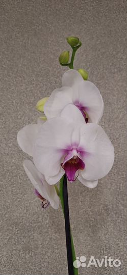 Орхидея Фаленопсис А-ля Моушен