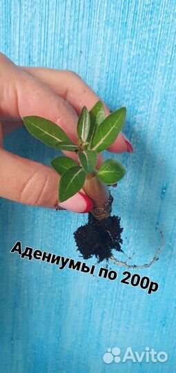 Комнатные цветы Адениум