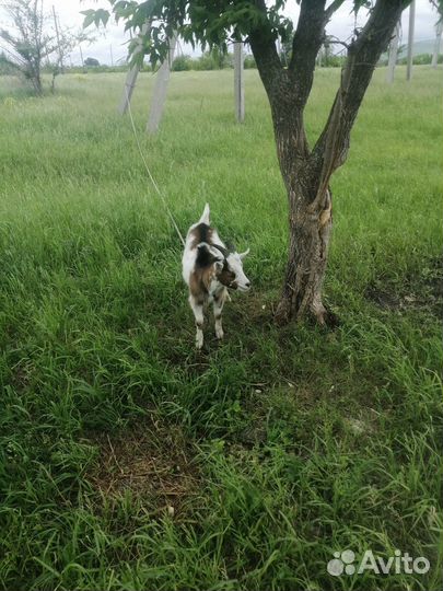 Продам козочку Альпийской породы