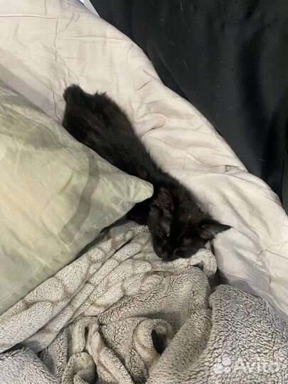 Кошечка в добрые руки