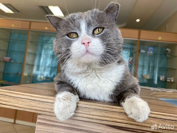 Том ищет дом