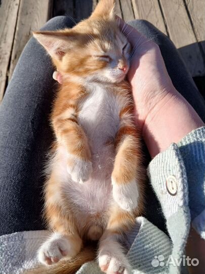 Котенок 2 месяца мальчик