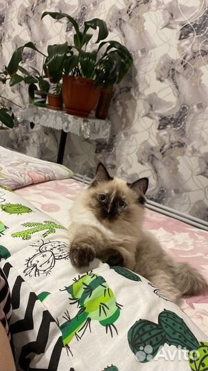 Невская маскарадная кошка