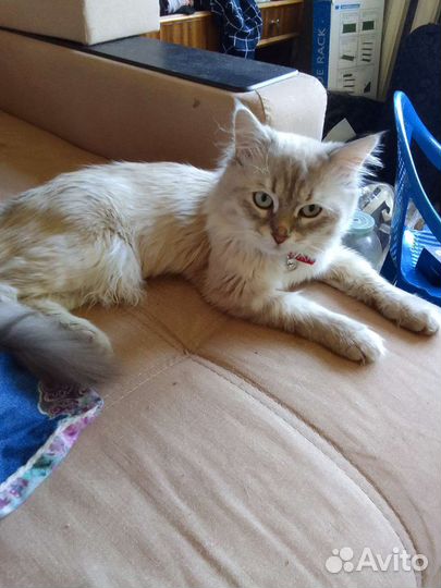 Сибирский кот