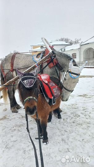 Катание на лошадях