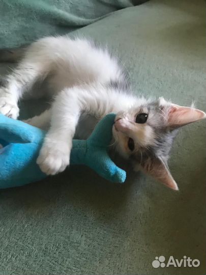 Котенок девочка в добрые руки