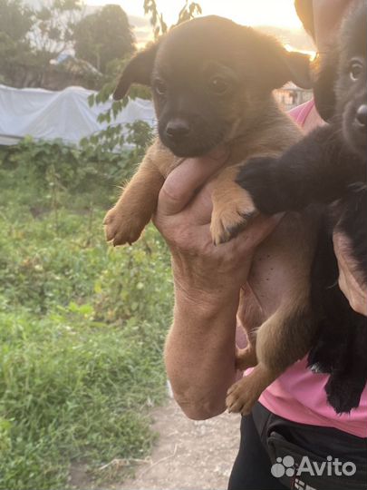 Щенки Той-терьер