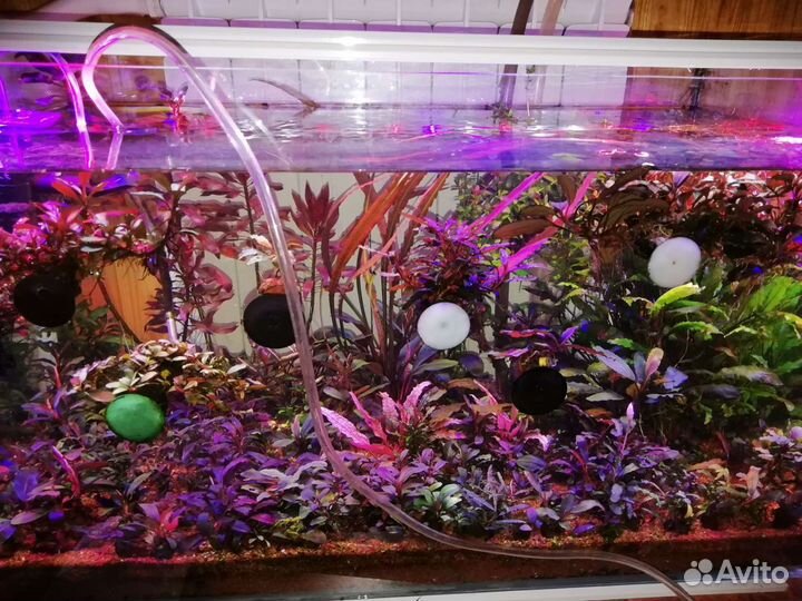 Буцефаландры, Sulawesi Kardinal.PRL