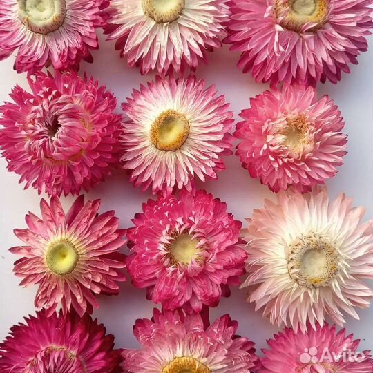 Сухоцветы. Гелихризум (Бессмертник)