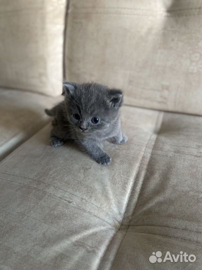 Британские котята
