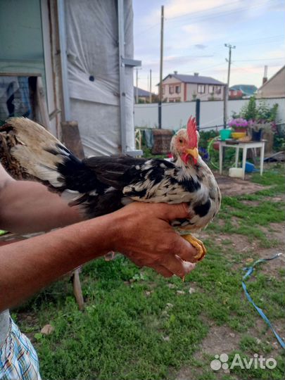 Долматинец петух