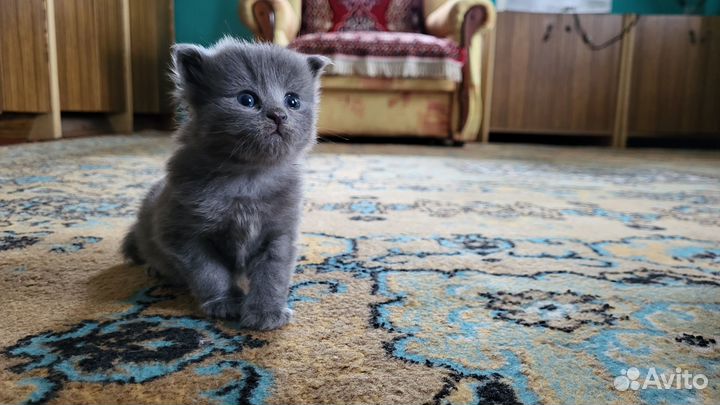 Котёнок мальчик