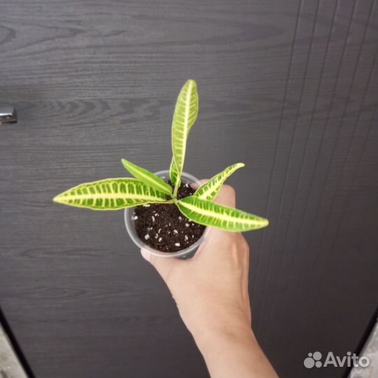 Кодиеум кротон