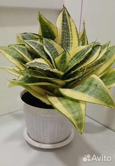 Сансевиерия трёхполосная 