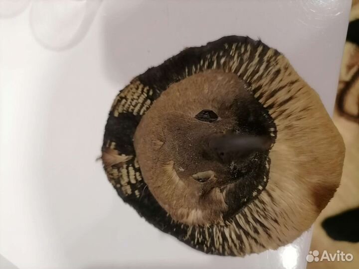 Чучело птицы