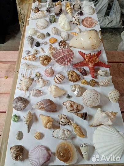 Коллекция морских ракушек