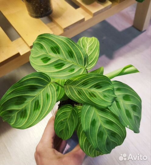 Маранта фентези/лайт венс