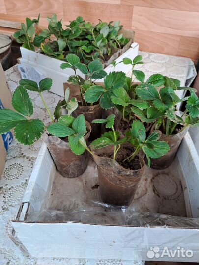 Рассада Виктории