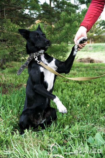 Собака Мотя