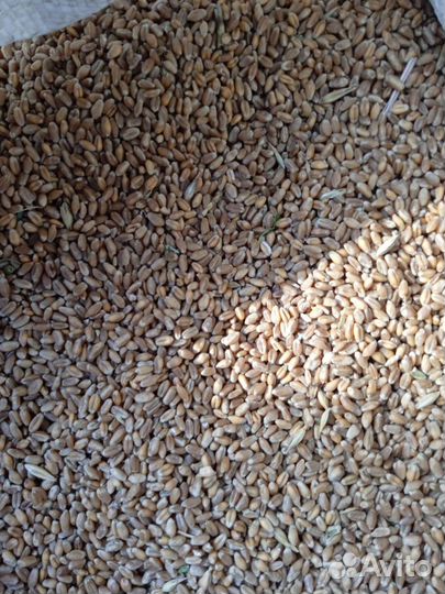 Зерно пшеницы