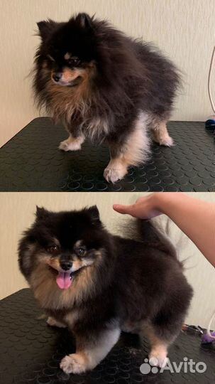 Груминг в Сарове