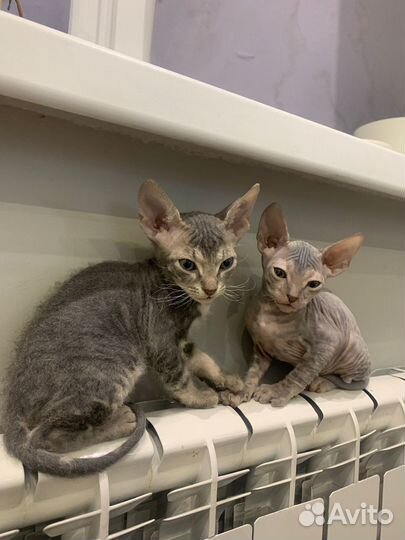 Донской сфинкс