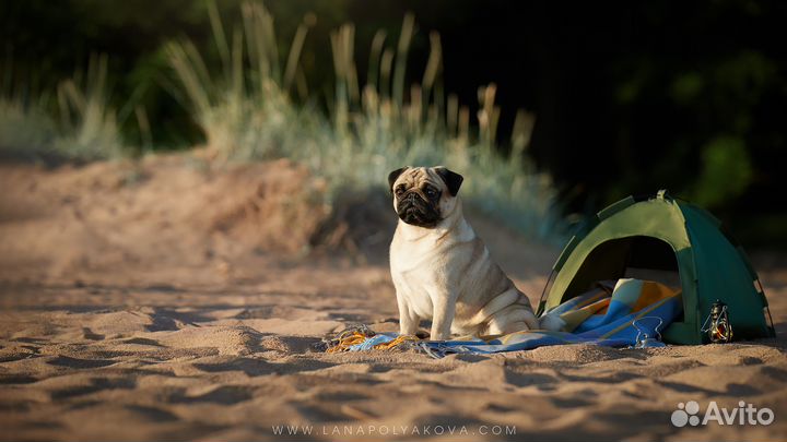 Мопс вязка кобель