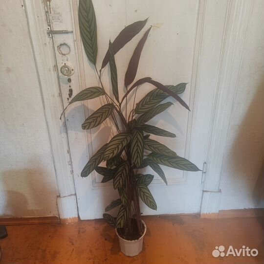 Диффенбахия