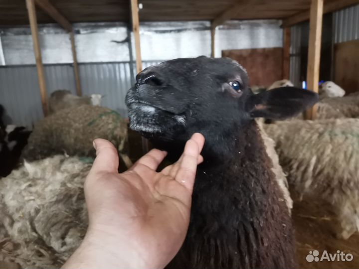 Баран дорпер на племя