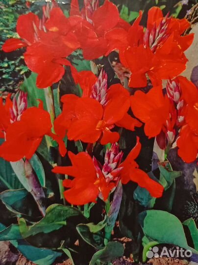 Клубни канны