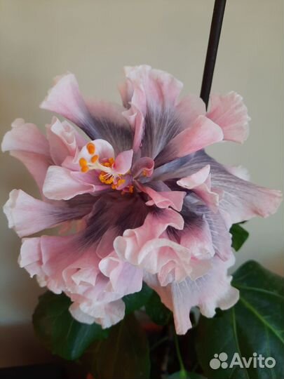 Гибискус сортовой Marianne Charlton