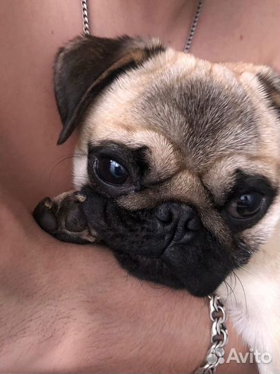 Мопс ищет девочку