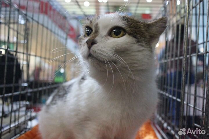 Кошка в дар