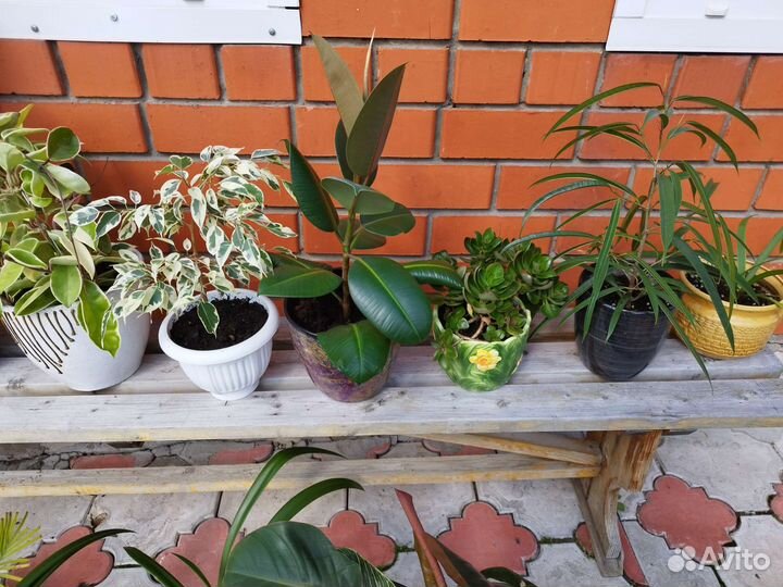 Комнатные цветы