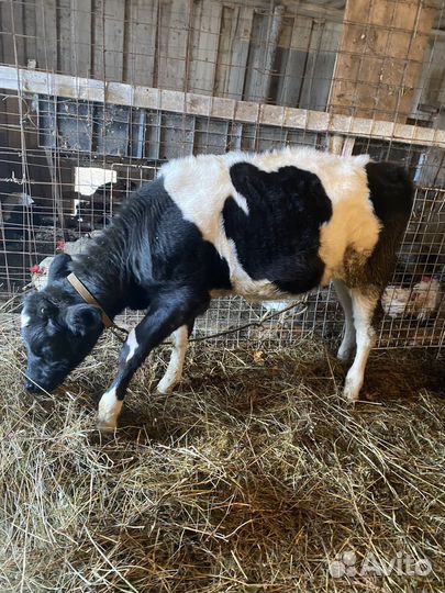 Телка 5 месяцев