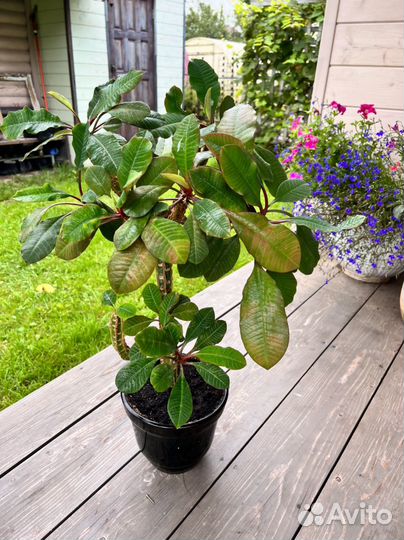 Молочай беложилковый