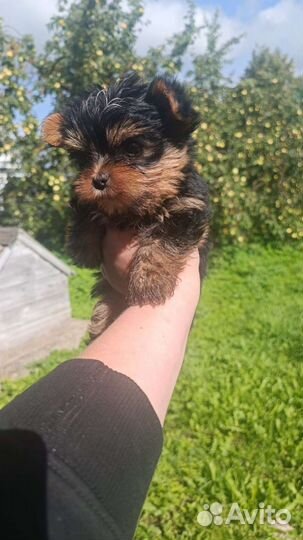 Йоркширский терьер