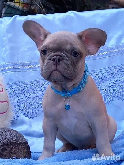 Французский бульдог