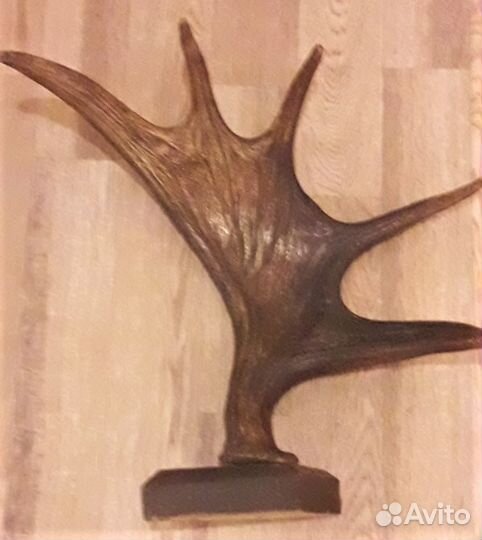Рог лося с медальоном