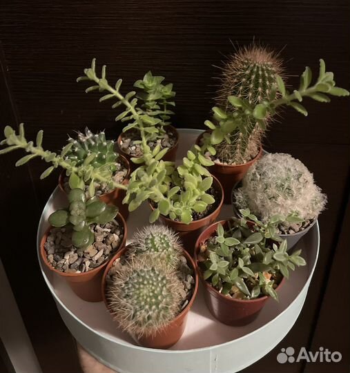 Кактусы и суккуленты