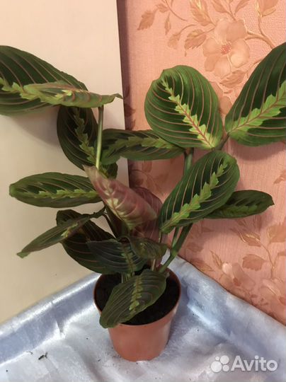 Маранта лимон лайм