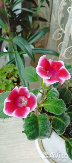 Детки глоксинии