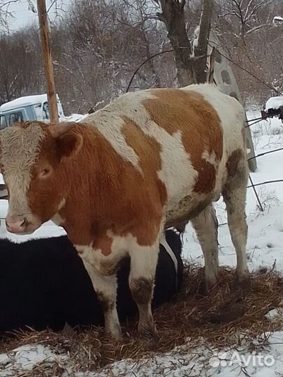 Продажа крс