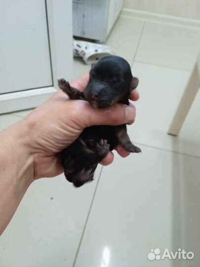 Йоркширский терьер щенки