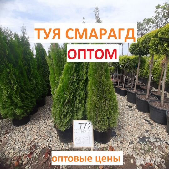 Туя Смарагд оптом